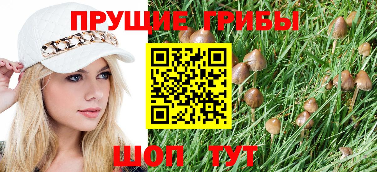 Галлюциногенные грибы Psilocybe Новодвинск
